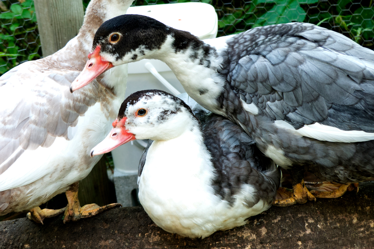 Muscovy Ducks and Muscovy Ducklings | A Complete Guide
