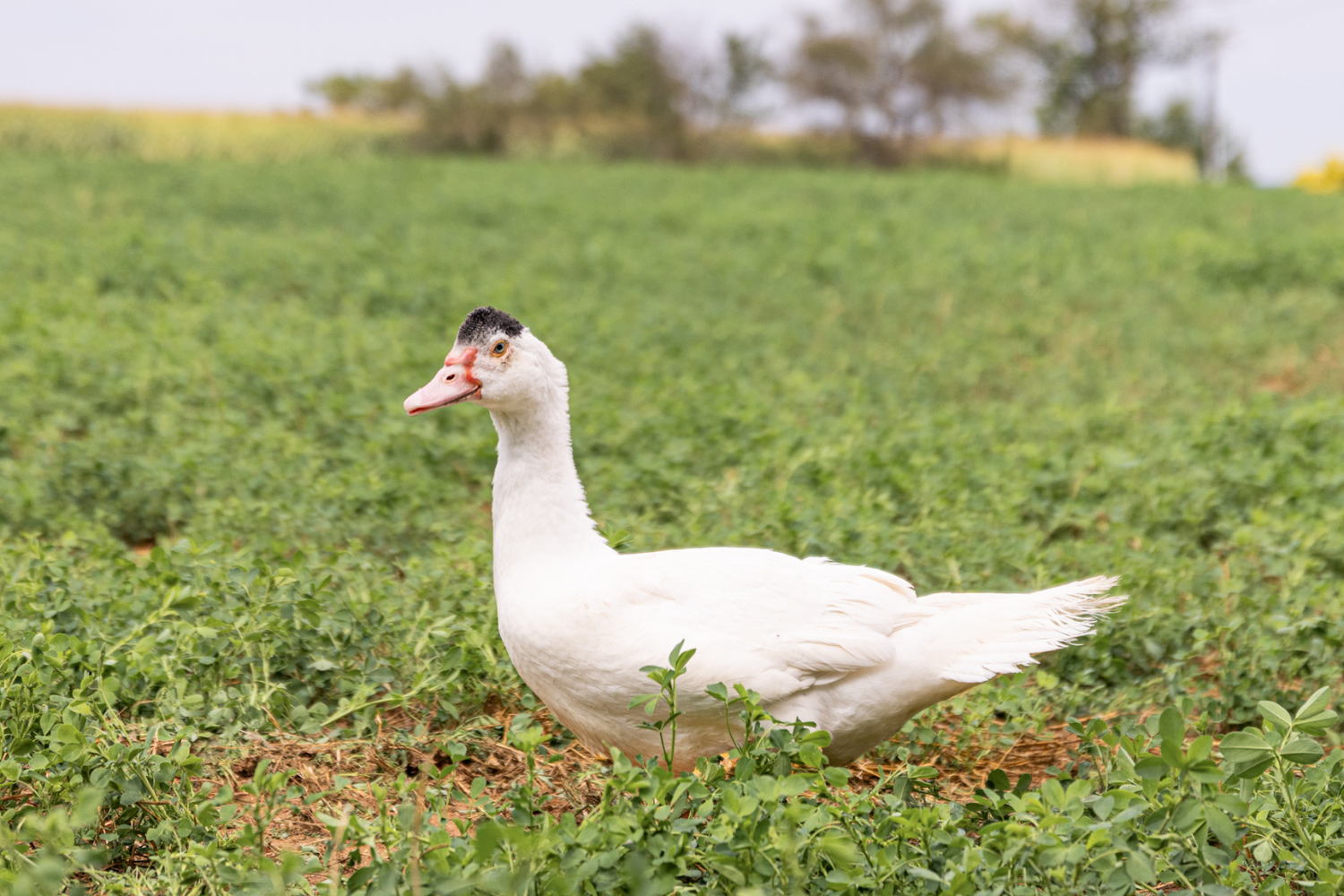 White Male Muscovy Ducklings - thumbnail 3