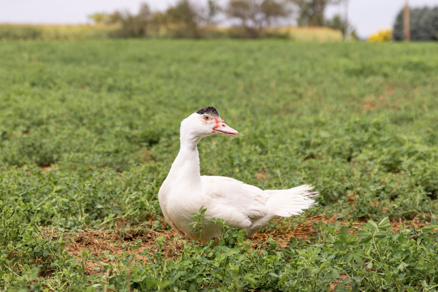 White Male Muscovy Ducklings - thumbnail 4