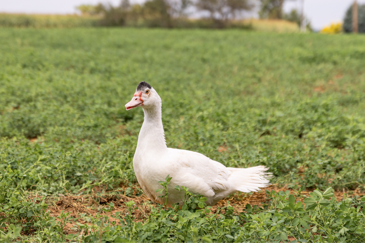 White Male Muscovy Ducklings