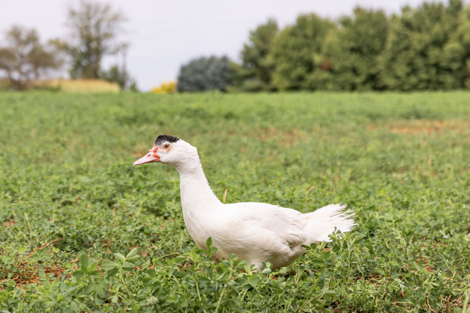 White Male Muscovy Ducklings - thumbnail 2