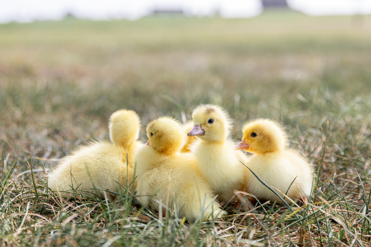 White Male Muscovy Ducklings - thumbnail 6