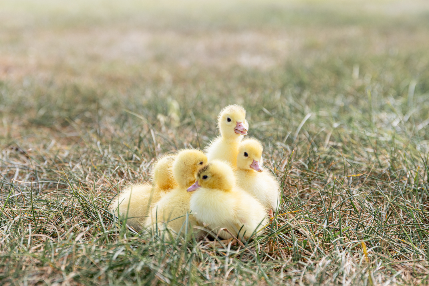 White Male Muscovy Ducklings - thumbnail 7