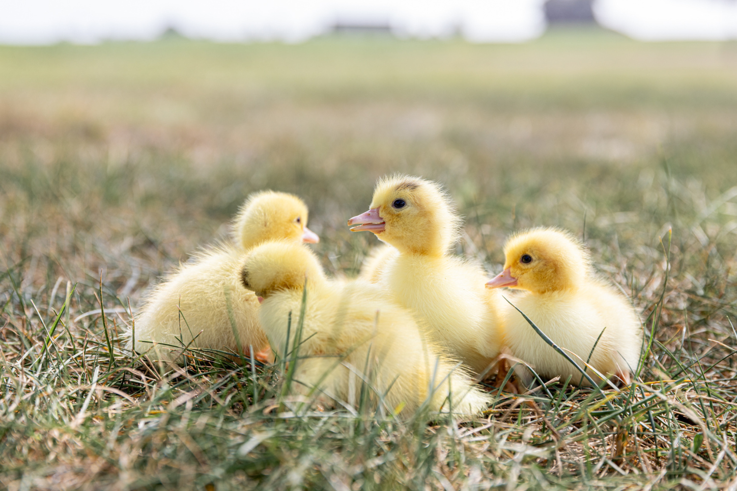 White Male Muscovy Ducklings - thumbnail 5