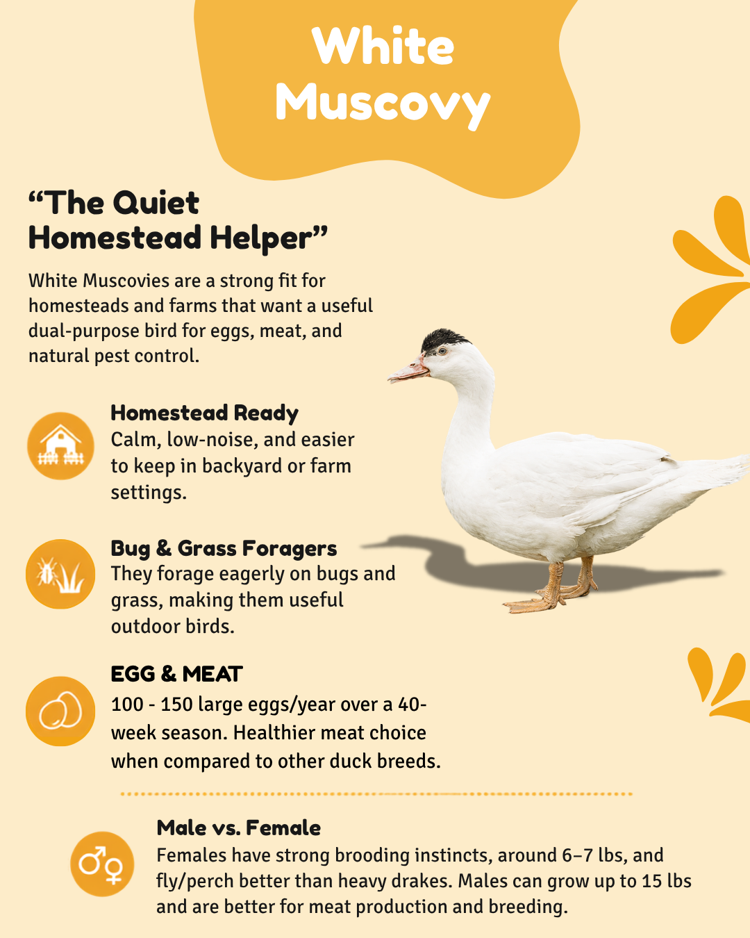 White Male Muscovy Ducklings - thumbnail 8